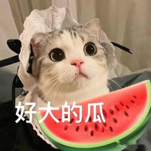 喵星娱乐吃瓜群众是谁,揭秘“吃瓜群众”背后的神秘力量