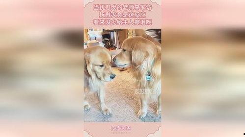 娱乐吃瓜酱精神抚慰犬,陪你度过欢乐时光