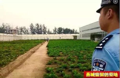 娱乐吃瓜酱燕城监狱,娱乐吃瓜酱揭秘狱中秘闻