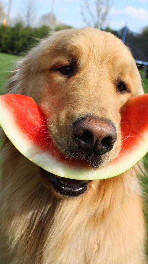 娱乐吃瓜酱幼崽,揭秘娱乐圈萌娃们的成长故事