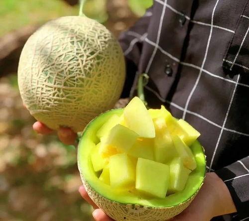 娱乐吃瓜钓鱼,钓鱼揭秘幕后故事