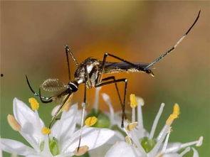 娱乐吃瓜酱蚊子,揭秘蚊子背后的娱乐圈秘密