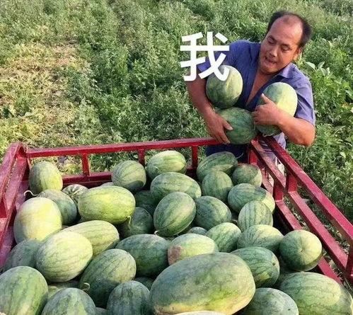 娱乐吃瓜最新瓜,神秘事件引发热议，真相即将揭晓！