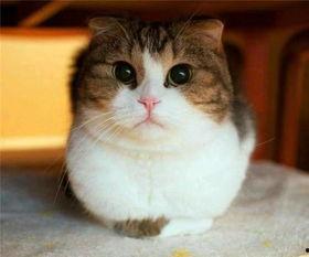 娱乐吃瓜猫咪视频大全下载,萌宠欢乐时光集锦