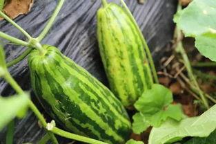 娱乐吃瓜场地是什么意思